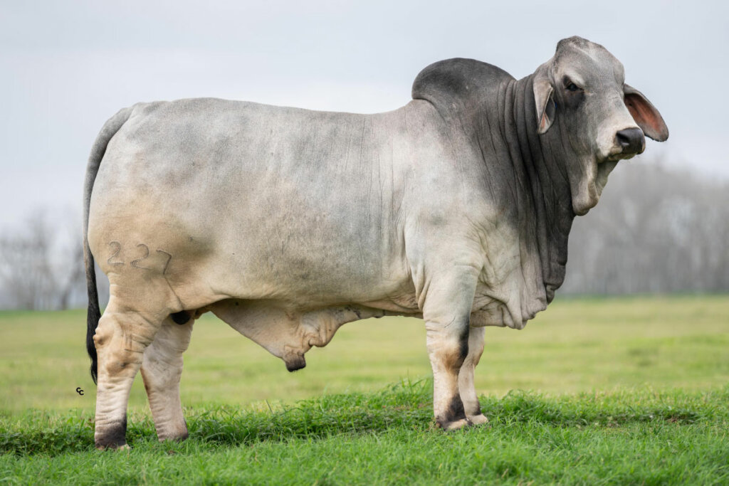 BRC Yesterday Road 227