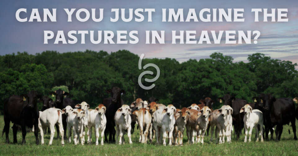 Pasture in Heaven