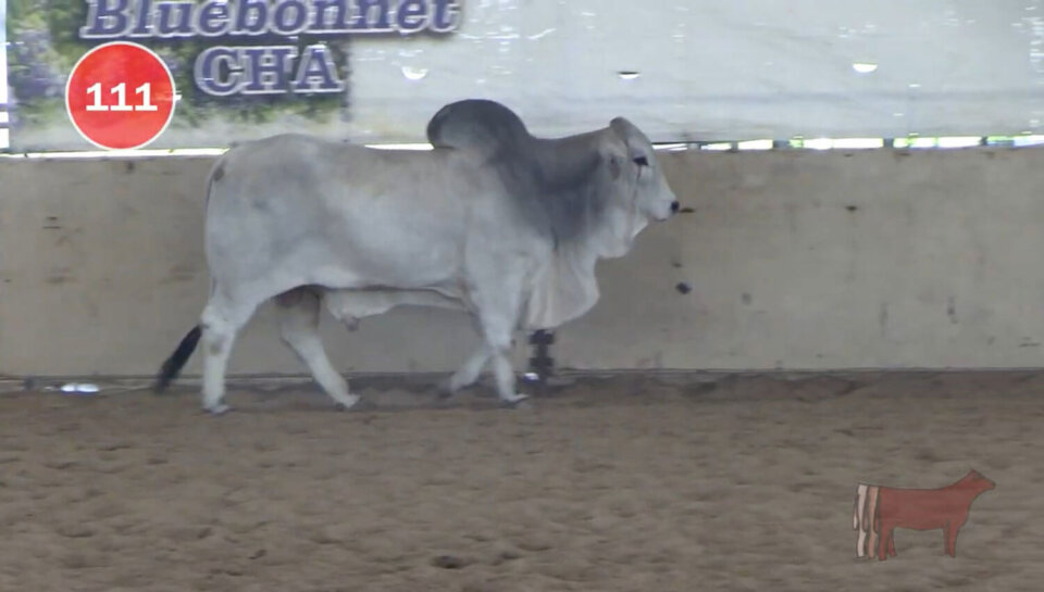 BRC Genetics Spearhead Success at the 2024 ABBA National F-1 Sale with SSS Mr. Elgin Manso 12/2 Named High Grading Bull