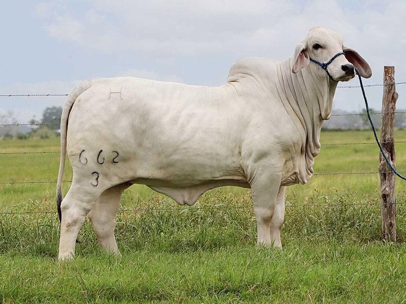 Lady H Amanda Manso 662/3