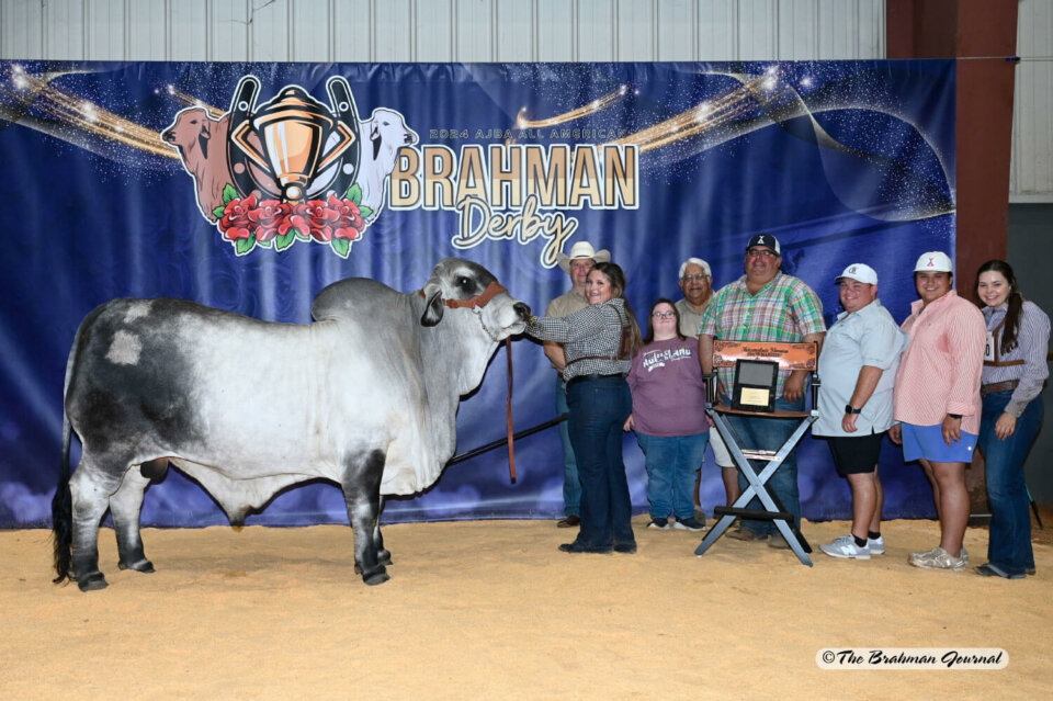 BRC Bulls Dominate at the 2024 All American Gray Bull Show