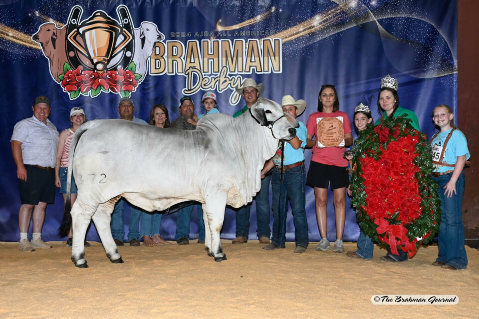 BRC Ranch Triumphs at the 2024 All American National Junior Heifer Show