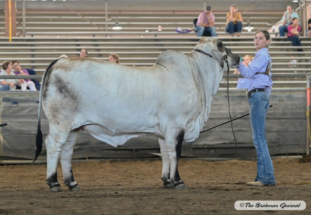 Grand Champion Gray Female: MISS JS/CLF POLLED MARVELOUS 212/2