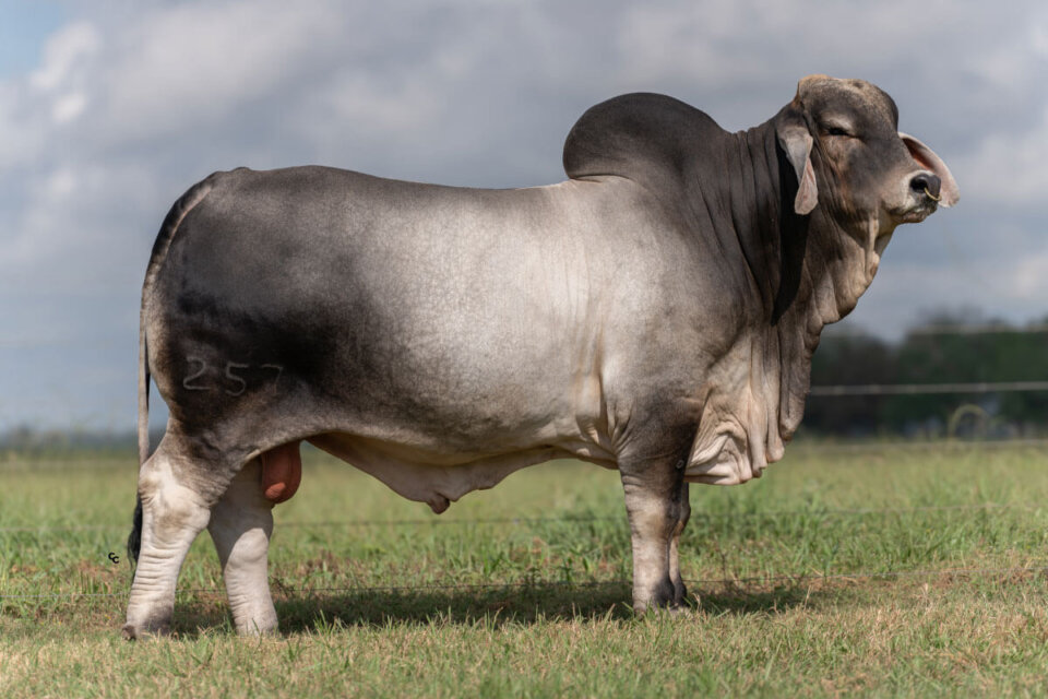 BRC Amos Moses 257