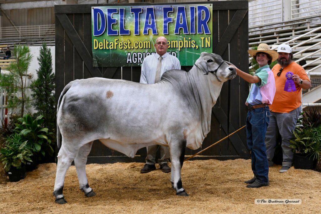Junior Champion Gray Female: BRC SPITFIRE 330