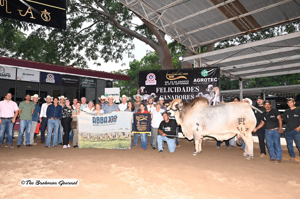 Grand and Adult Champion Gray Bull: HPP. MR TABASCO NOBLE TE 517/1