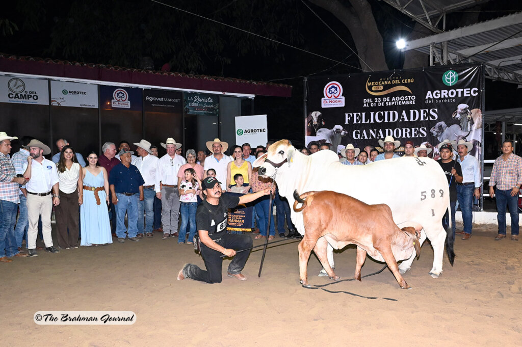 Grand and Adult Champion Gray Female: ALP ESPERANZA FIV 589/1