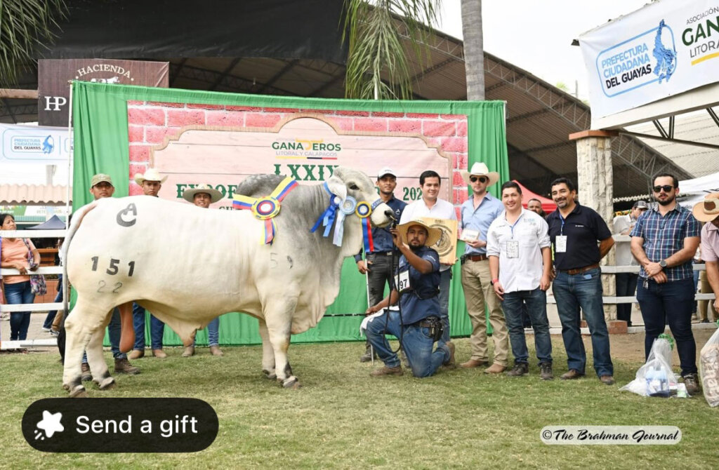 BRC Bulls Shine at 2024 LXXIX Expoferia Ganadera in Ecuador