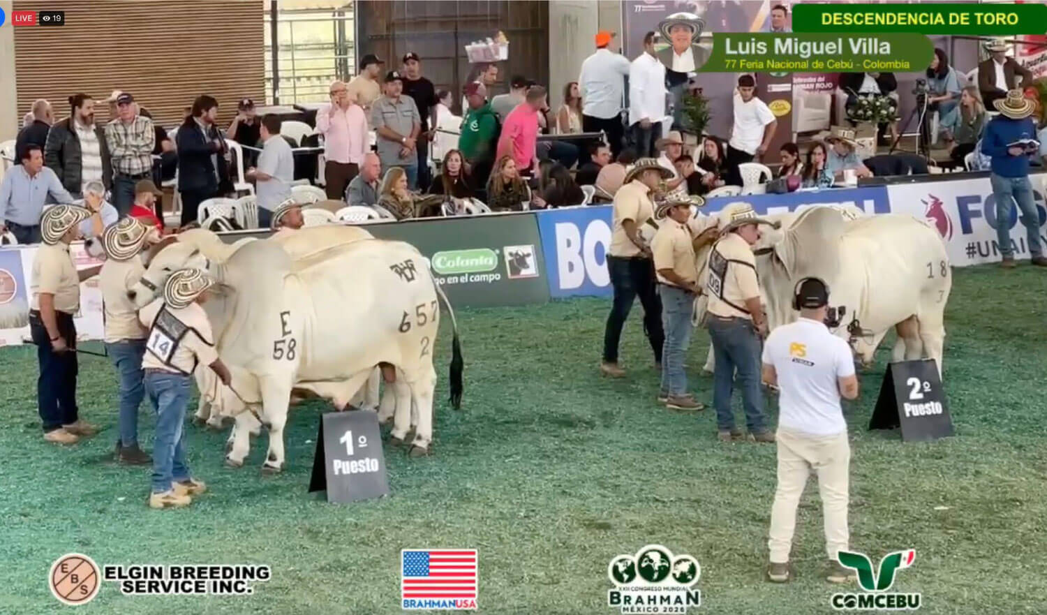 BRC Sires Winners at the Colombia Brahman National Show - BRC Ranch