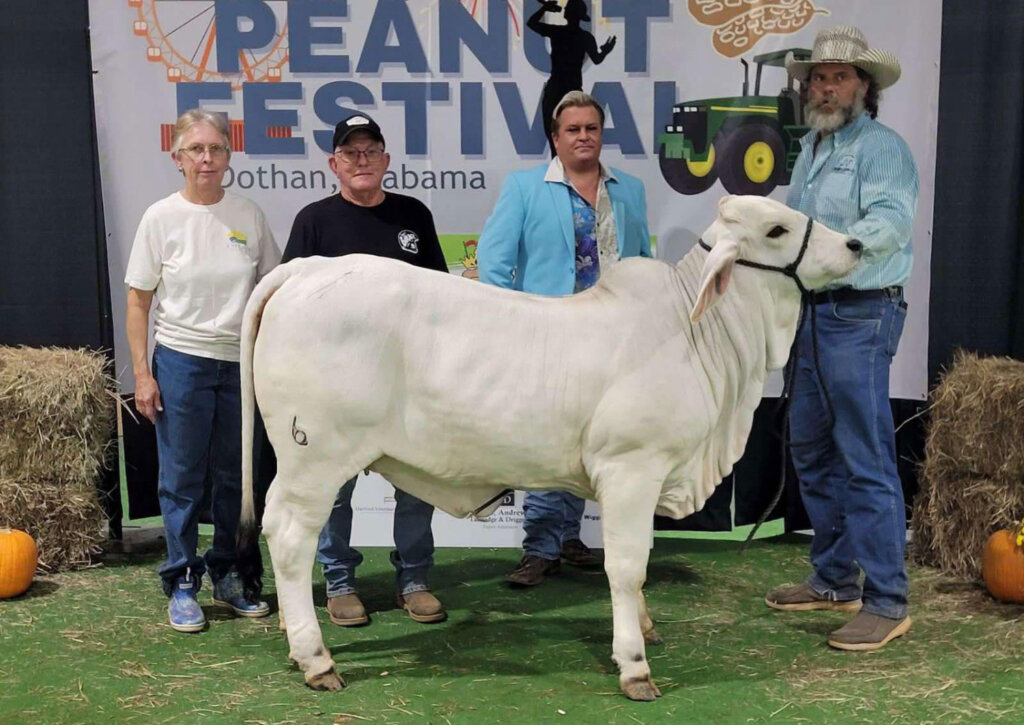 PFR Hello Darlington 6 (P) Wins Grand Champion Female at the Peanut Festival