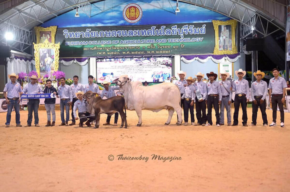 BRC Brahman Bulls Sire Grand Champions in Thailand
