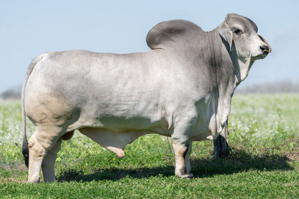 BRC Geronimos Cadillac 230