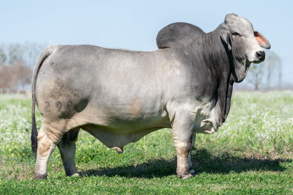 BRC Johnny Brahman 299