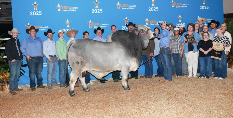 BRC Johnny Brahman: The Performance Bull Who Reigns as a Champion