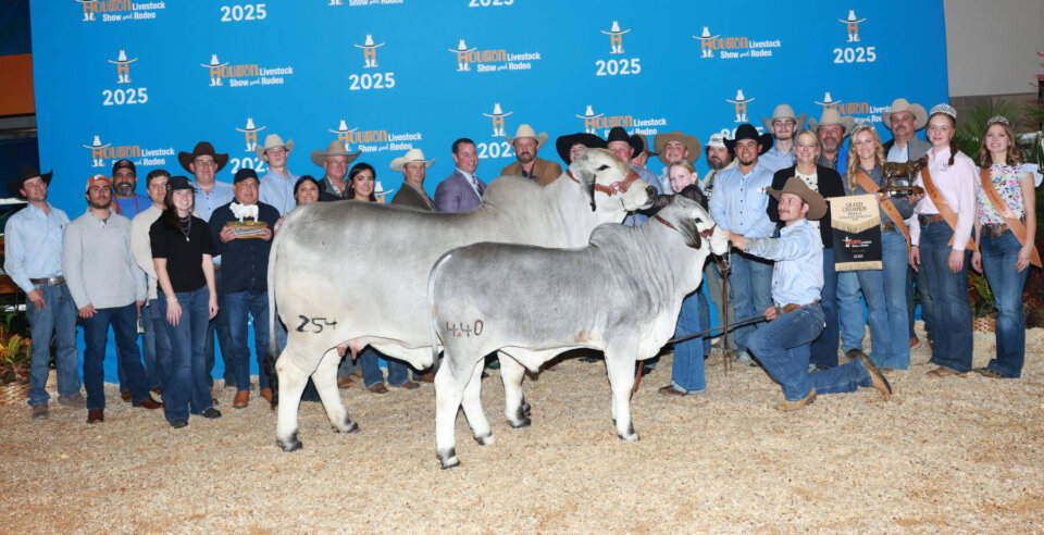BRC Me Again Margaret 254 Ends Historic Show Career as 2025 International Brahman Show Grand Champion Female