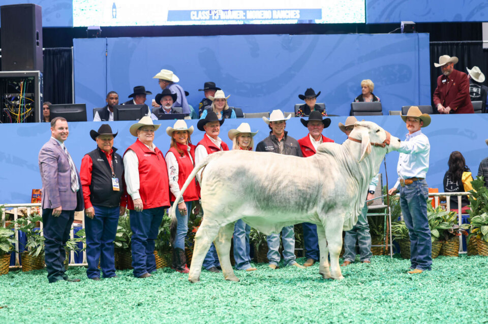 Texas Teen’s Wish Comes True with a Brahman Heifer at the Houston Livestock Show