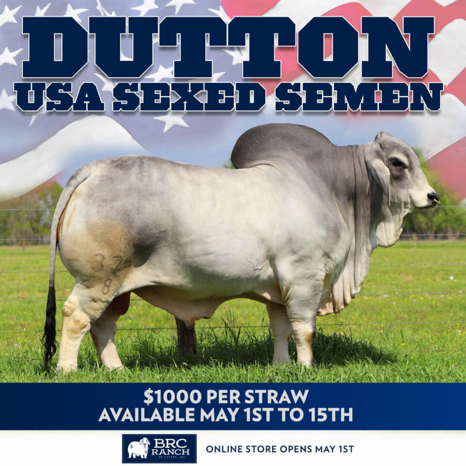 Dutton USA Sexed Semen