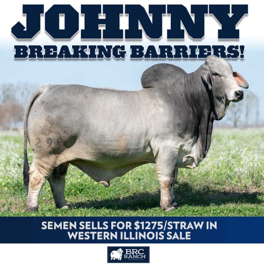 Johnny Brahman Breaks the Mold – Topping the Western Illinois Sale in ...