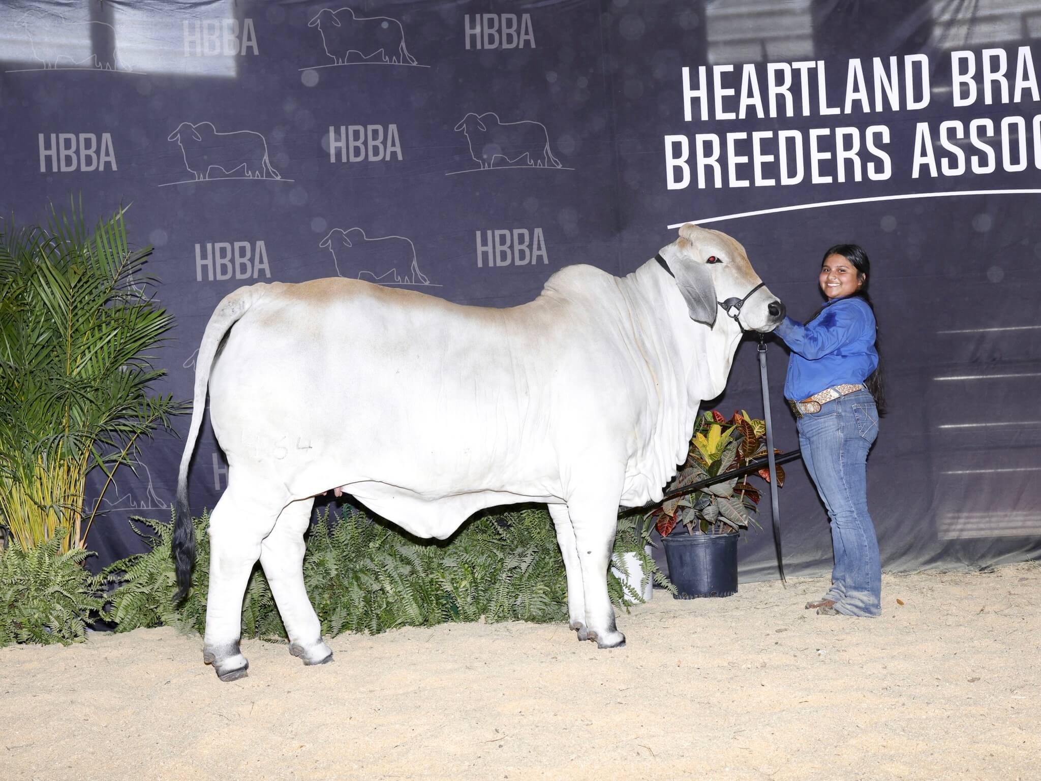 BRC Shines at the 2025 HBBA Junior State Show - BRC Ranch
