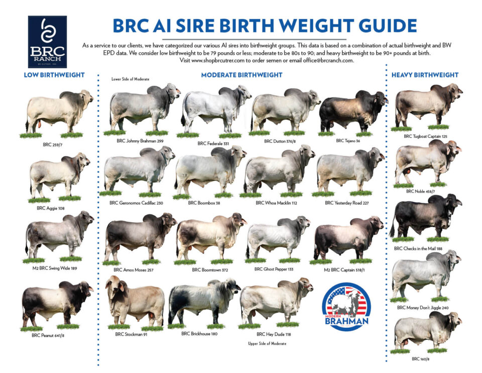 BRC AI Sire Birth Weight Guide