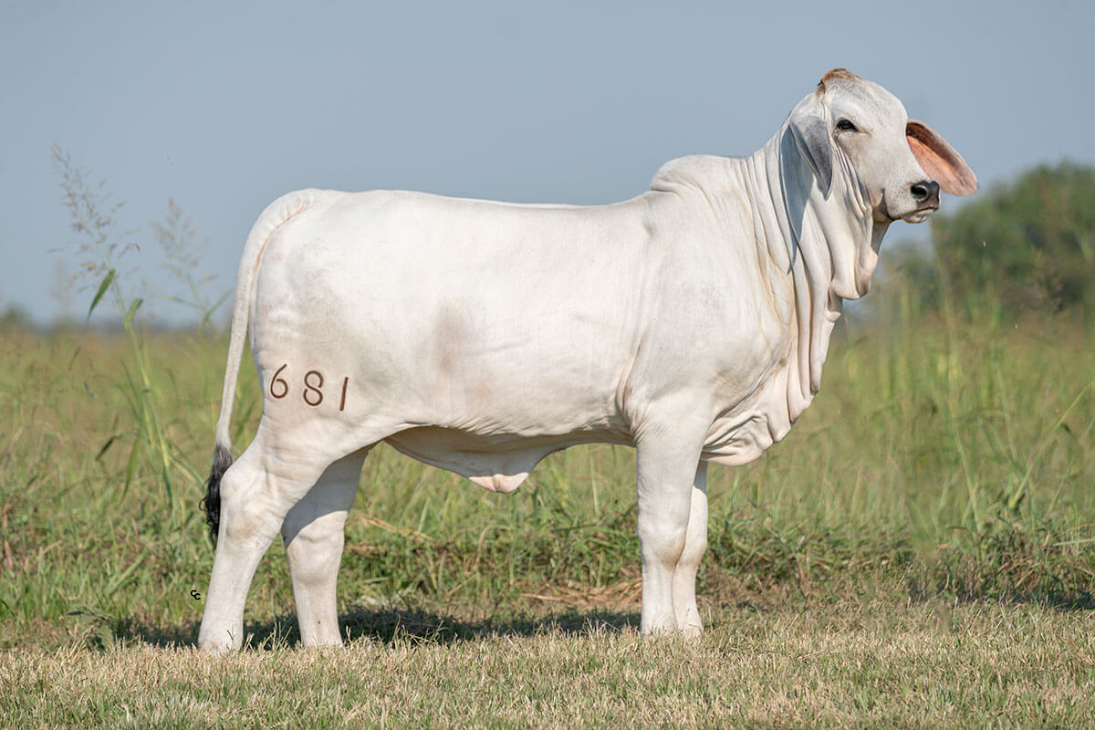 BRC Pookie 681