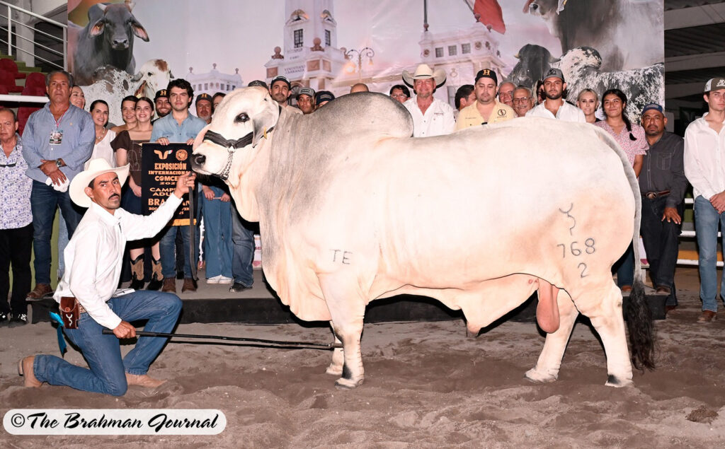 Noble Son Wins Grand Champion of Comcebu in Veracruz