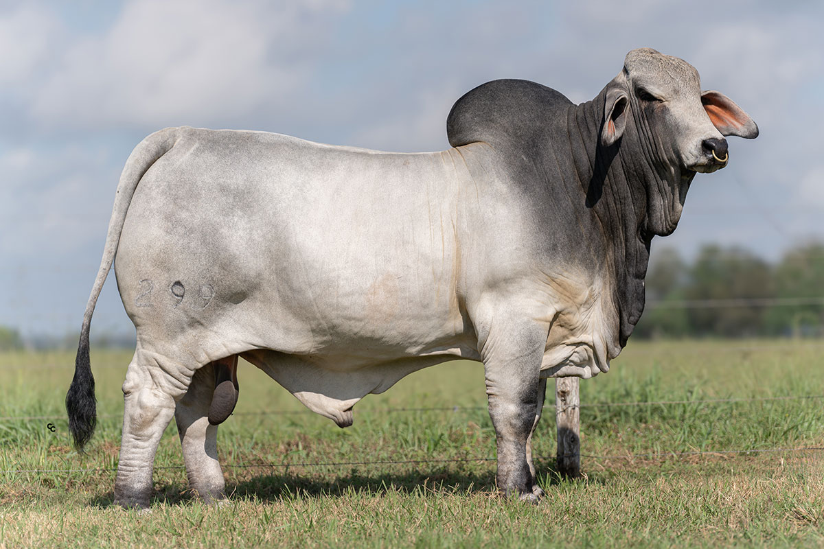 BRC Johnny Brahman 299