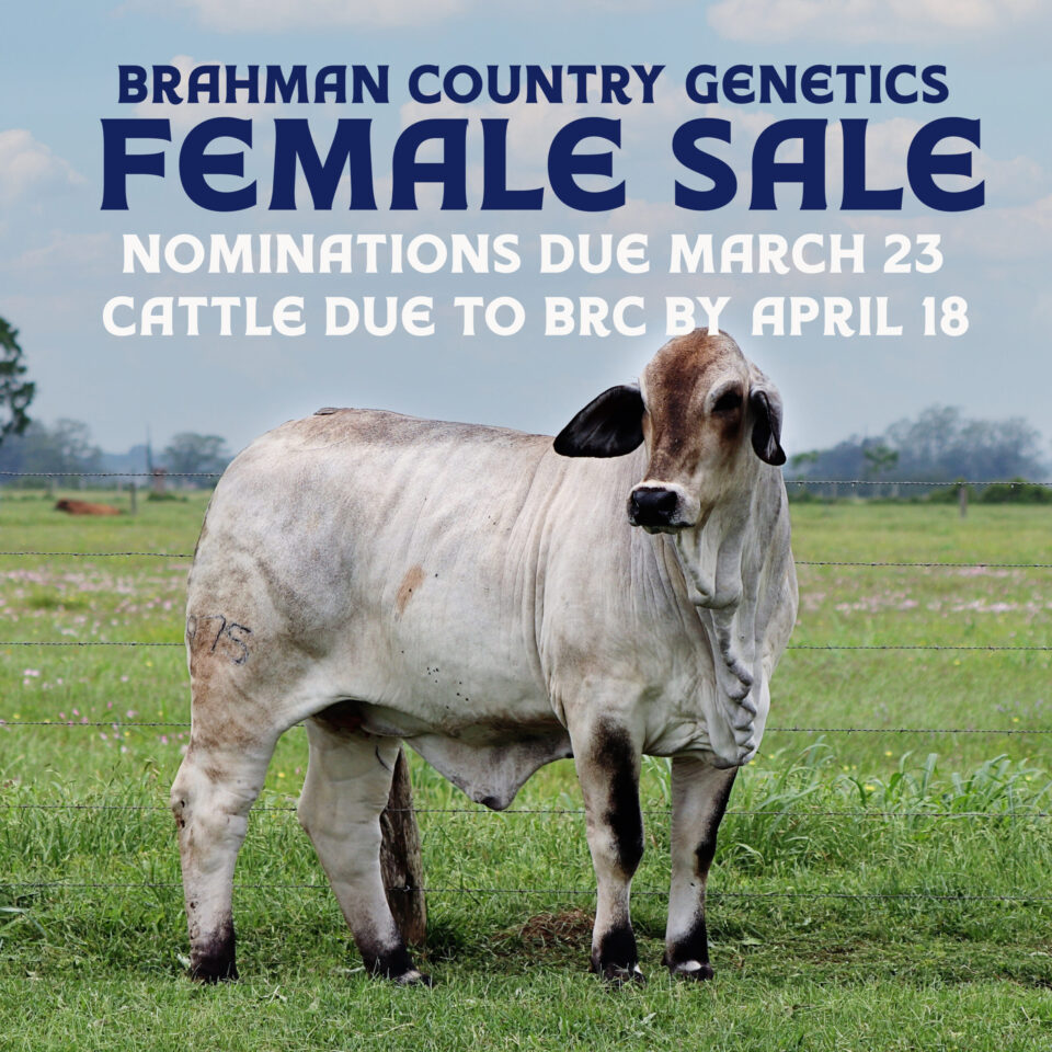 Brahman Country Genetics Female Sale