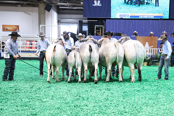 BRC Noble - 2024 Get of Sire