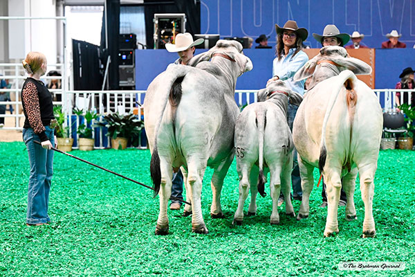 Champion Embryo Produce of Dam