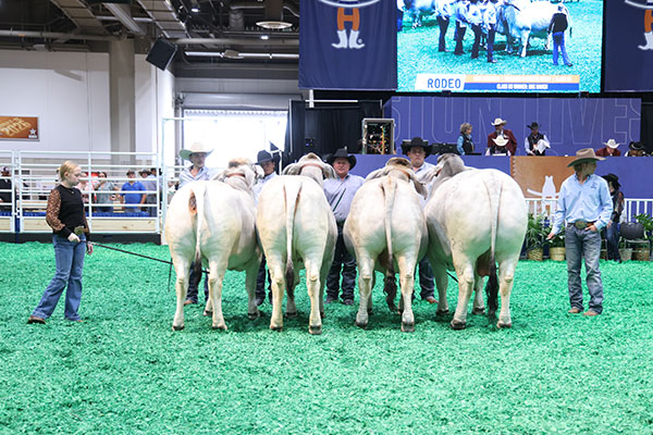 BRC Noble - 2024 Get of Sire