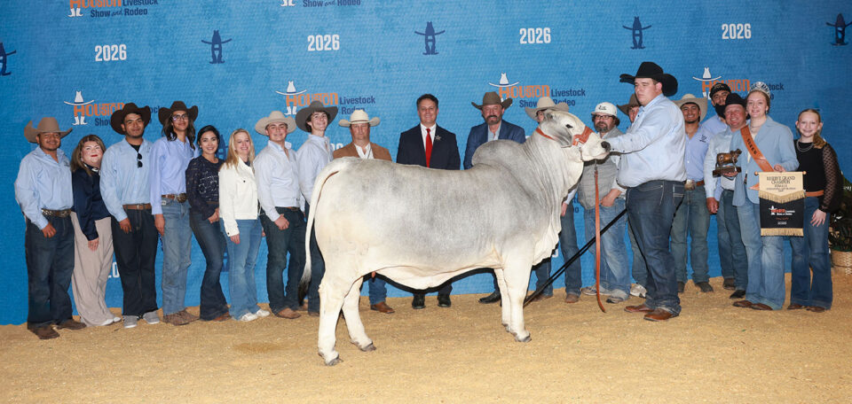 Reserve Champion Female BRC I Wish You Would 523