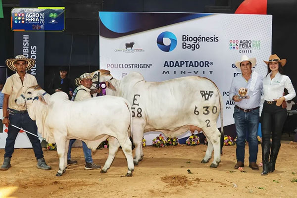 2026 Columbia - Campeona Senior: AV El Triunfo 458/7 630/2 (A Noble daughter), bred by Hda Triunfo