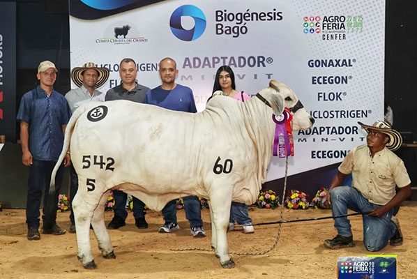 2026 Columbia - Campeona Ternera Reservada: Tasmania Tormenta TE, a 160 daughter bred by Inversiones Jaibu SAS