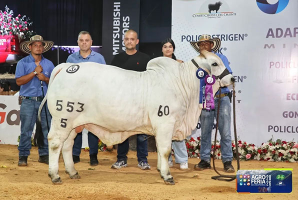 2026 Columbia - Champion Ternero: Tasmania Omega TE 553/5 (160 son), bred by Inversiones Jaibu SAS Tasmania