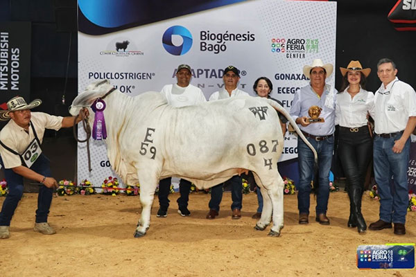 2026 Columbia - Champona Joven: AV El Triunfo 259/7 087/4 TE, a 259 daughter, bred by Hda Triunfo