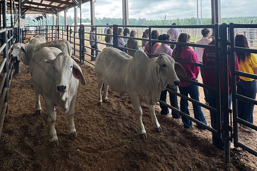 BRC Provides Brahmans for Sam Houston State University