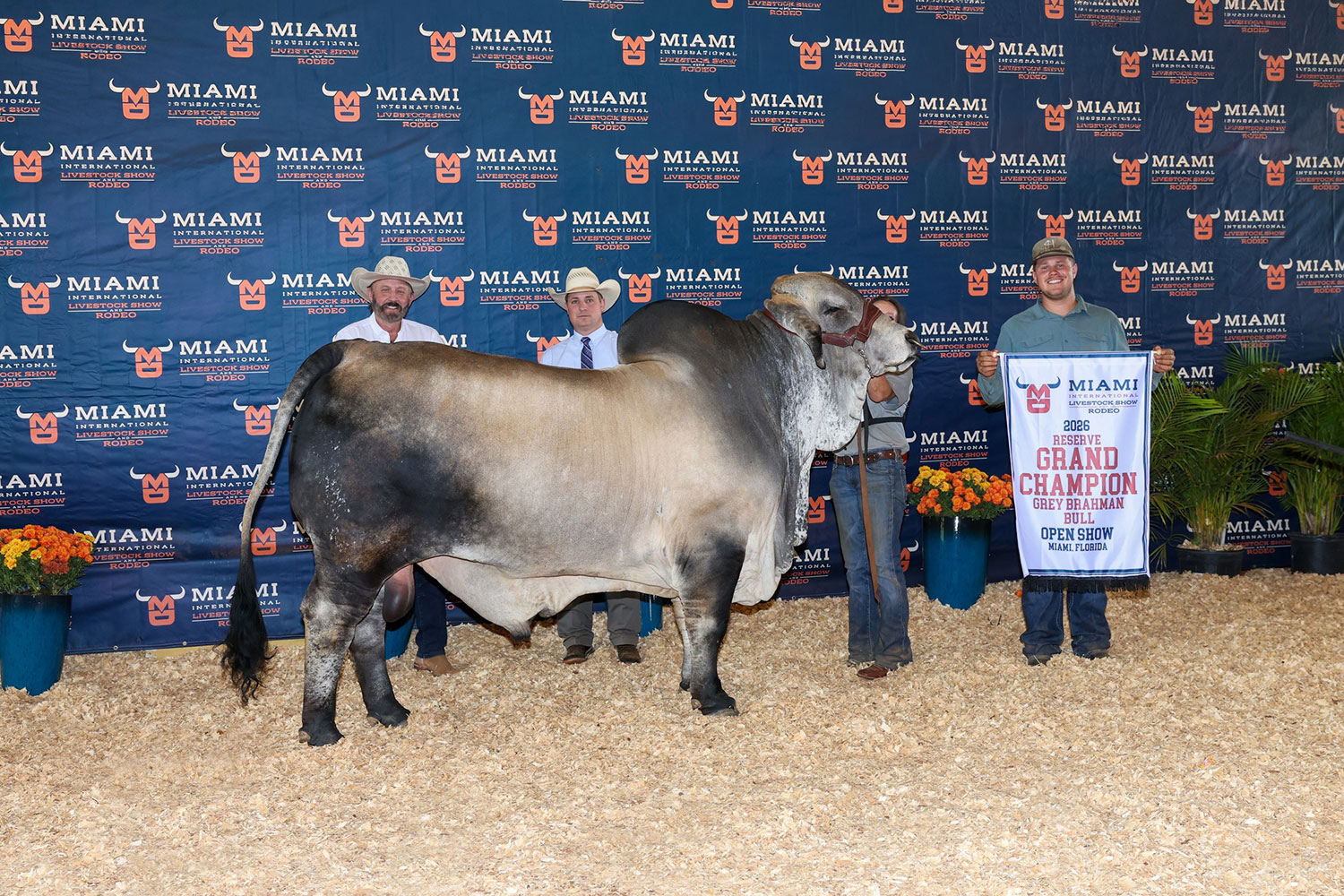 Featured image for “BRC Bulls Sire Winners at Miami International Livestock Show”