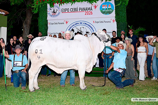 2026 X EXPOCEBÚ PANAMÁ BRAHMAN SHOW – Joven Mayor Champion Gray Female: MISS VGN JULIETTE (I.A.) 01/4; Sire: +BRC DUTTON 376/8; Dam: MISS RAS GOOGLE LADY MANSO (I.A.); Owner: VICENTE GARCIA NAPOLITANO