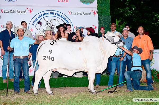 2026 X EXPOCEBÚ PANAMÁ BRAHMAN SHOW – Reserve Joven Mayor Champion Gray Female: RAS LADY APEROL BRC 4/240; Sire: +BRC DUTTON 376/8; Dam: GKM LADY SLUGGER 300/18 (T.E.); Owner: GANADERA SAVAL, S.A