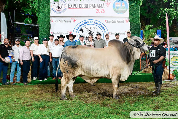 Featured image for “6 BRC Bulls Sire Winners at 2026 Expo Cebu Panama”