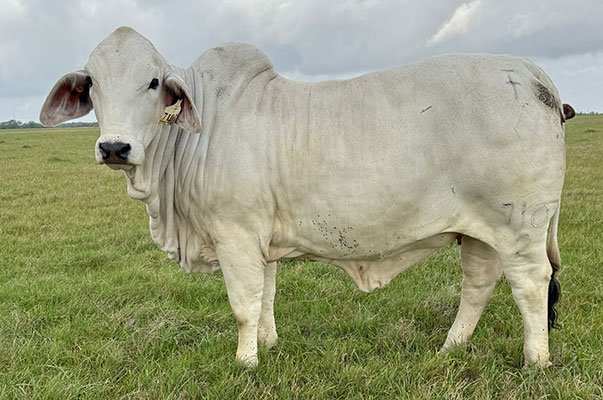 GCC 710/2 Sired by GCC 228/2