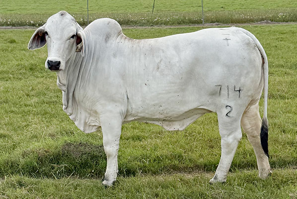 GCC 714/2 Sired by GCC 228/2