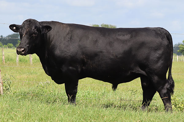 BRC Pacific Coast 558