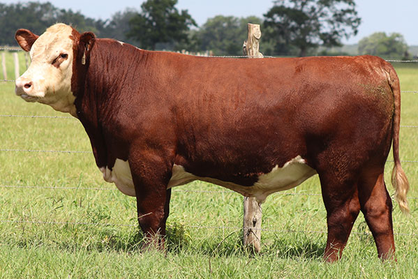 BRC Relentless 587