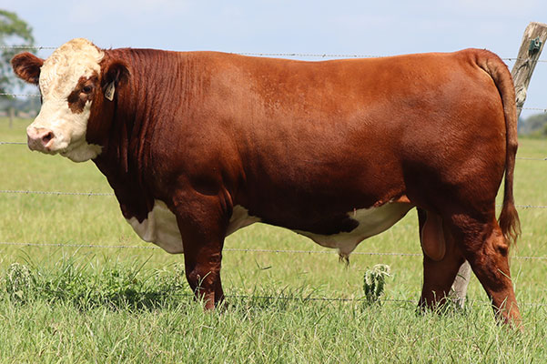 BRC Relentless 601