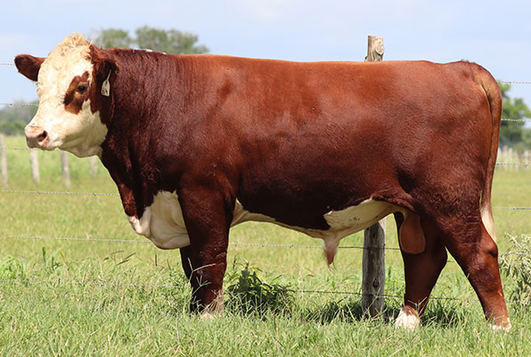 BRC Relentless 614