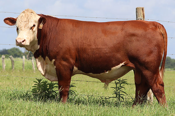 BRC Relentless 616