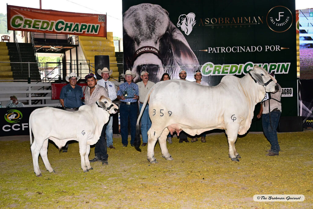 Boombox Daughter Wins ExpoBrahman Guatemala
