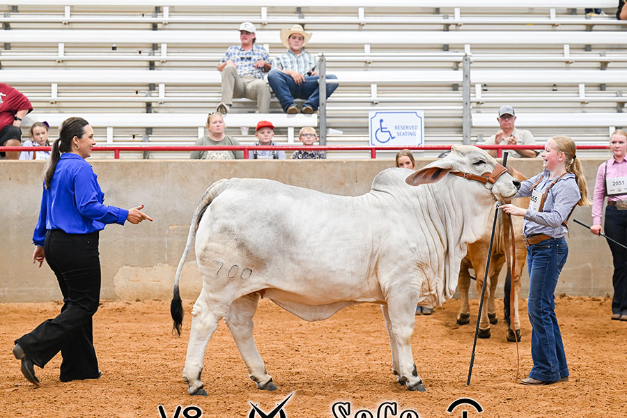 Featured image for “Mollie Cutrer Named 2026 Reserve National Champion Showman at the AJBA All American”